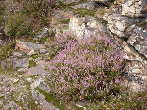 Vřes obecný (Calluna vulgaris)