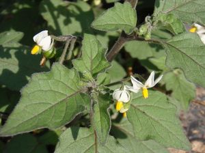 Lilek černý (Solanum nigrum L.)