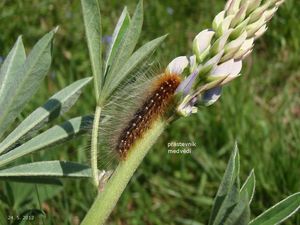 Lupina mnoholistá (Lupinus polyphyllus)