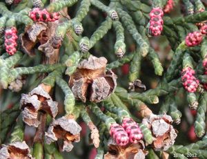 Cypřišek Lawsonův (Chamaecyparis lawsoniana)