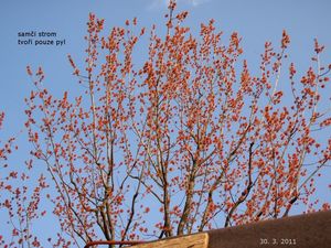 Javor červený (Acer rubrum)