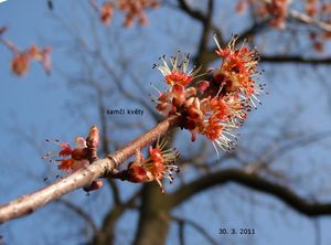 Javor červený (Acer rubrum)