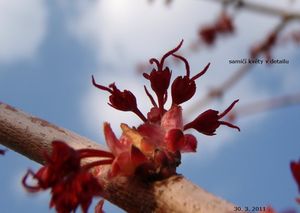 Javor červený (Acer rubrum)