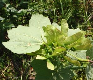 Javor italský (Acer opalus)