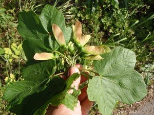 Javor italský (Acer opalus)