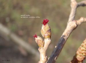 Líska turecká (Corylus colurna)