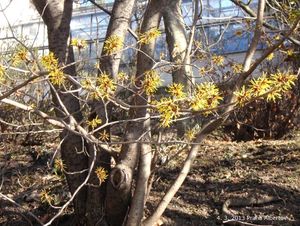 Vilín měkký (Hamamelis mollis)