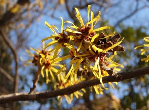 Vilín měkký (Hamamelis mollis)