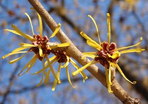 Vilín měkký (Hamamelis mollis)