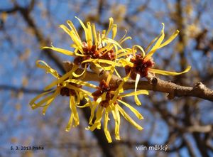 Vilín měkký (Hamamelis mollis)