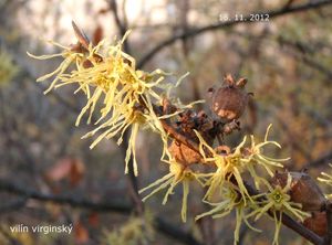 Vilín měkký (Hamamelis mollis)