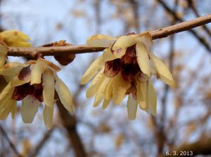 Zimnokvět časný (Chimonanthus praecox)