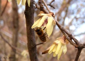 Zimnokvět časný (Chimonanthus praecox)