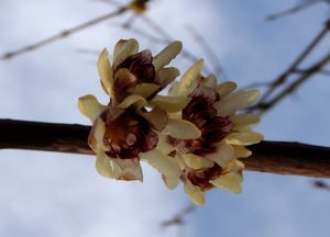 Zimnokvět časný (Chimonanthus praecox)
