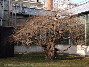 Jinan dvoulaločný (Ginko biloba)