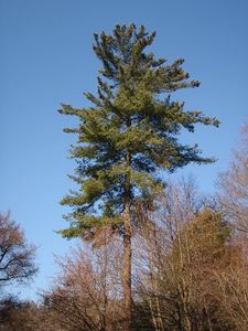 Borovice vejmutovka (Pinus strobus)