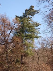 Borovice vejmutovka (Pinus strobus)