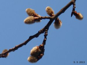 Topol osika (Populus tremula)