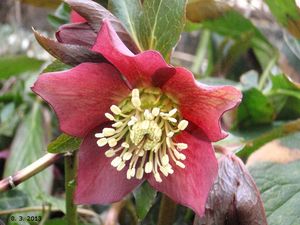 Čemeřice nachová (Helleborus purpurascens)