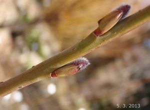 Vrba nachová (Salix purpurea)