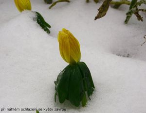 Talovín zimní (Eranthis hyemalis (L.) Salisb.)