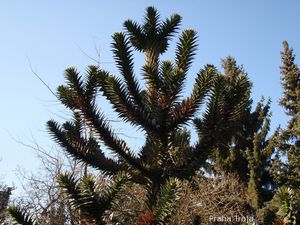 Blahočet čilský (Araucaria araucana)