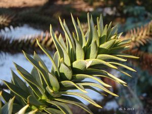 Blahočet čilský (Araucaria araucana)
