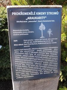 Blahočet čilský (Araucaria araucana)