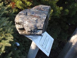Blahočet čilský (Araucaria araucana)