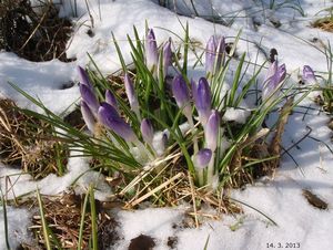 Šafrán (Crocus sp.)