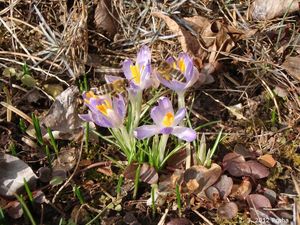 Šafrán (Crocus sp.)