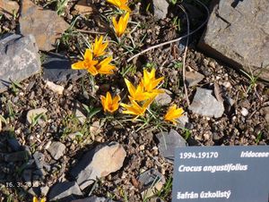 Šafrán (Crocus sp.)