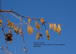 Líska turecká (Corylus colurna)