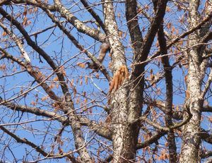 Líska turecká (Corylus colurna)