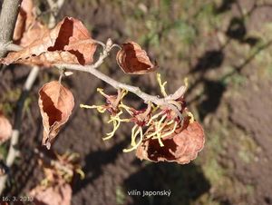 Vilín měkký (Hamamelis mollis)