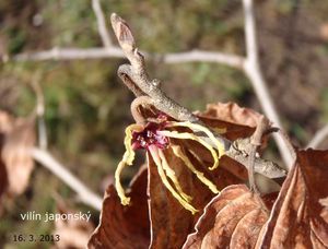 Vilín měkký (Hamamelis mollis)