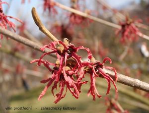 Vilín měkký (Hamamelis mollis)