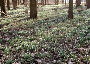 Sněženka podsněžník (Galanthus nivalis)