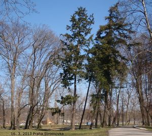 Jedlovec kanadský (Tsuga canadensis)