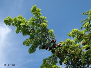 Jedlovec kanadský (Tsuga canadensis)