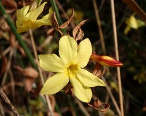 Jasmín nahokvětý (Jasminum nudiflorum)