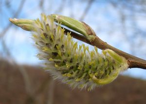 Vrba košařská a pod. (Salix viminalis x S.sp.)