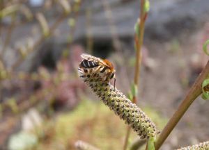 Vrba nachová (Salix purpurea)