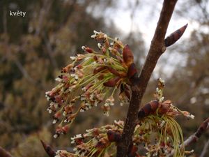 Jilm vaz (Ulmus laevis)