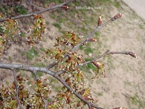 Jilm vaz (Ulmus laevis)