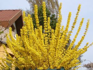 Zlatice prostřední (Forsythia x Intermedia Zabel)