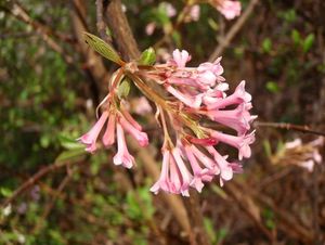 Kalina vonná (Viburnum ferreri)