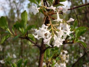 Kalina vonná (Viburnum ferreri)