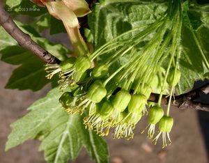 Javor italský (Acer opalus)