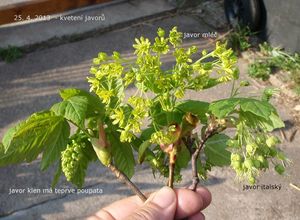 Javor italský (Acer opalus)